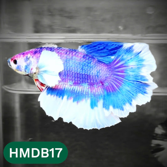 Dumbo Koi Nemo Halfmoon Male Betta | You Pick Fish
