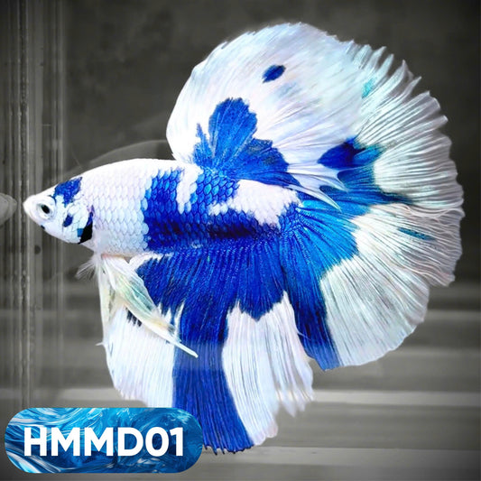 Blue Marble Dot Halfmoon Male Betta Fish | Order Directly From Farm | You Pick Fish