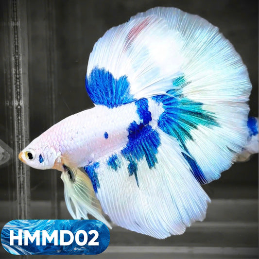 Blue Marble Dot Halfmoon Male Betta Fish | Order Directly From Farm | You Pick Fish