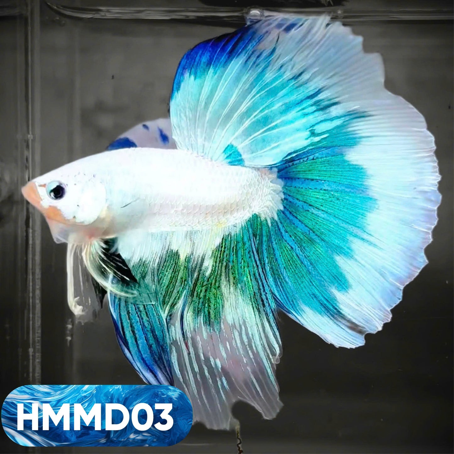 Blue Marble Dot Halfmoon Male Betta Fish | Order Directly From Farm | You Pick Fish