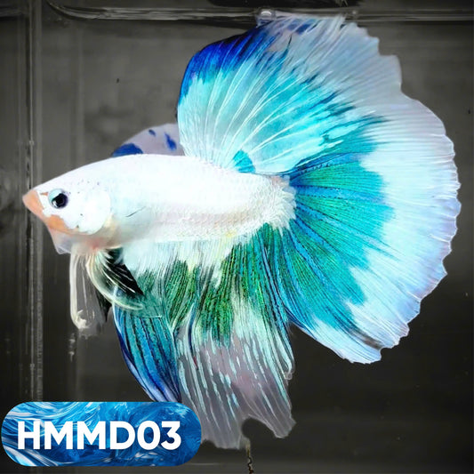 Blue Marble Dot Halfmoon Male Betta Fish | Order Directly From Farm | You Pick Fish