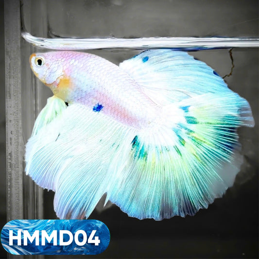 Blue Marble Dot Halfmoon Male Betta Fish | Order Directly From Farm | You Pick Fish