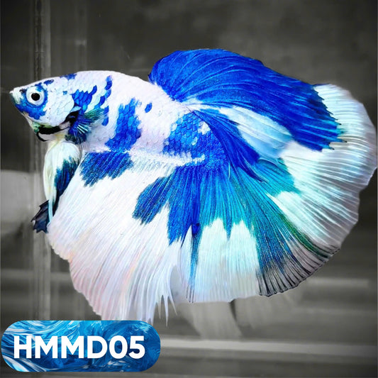 Blue Marble Dot Halfmoon Male Betta Fish | Order Directly From Farm | You Pick Fish