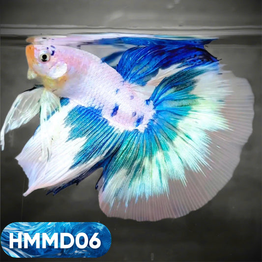 Blue Marble Dot Halfmoon Male Betta Fish | Order Directly From Farm | You Pick Fish