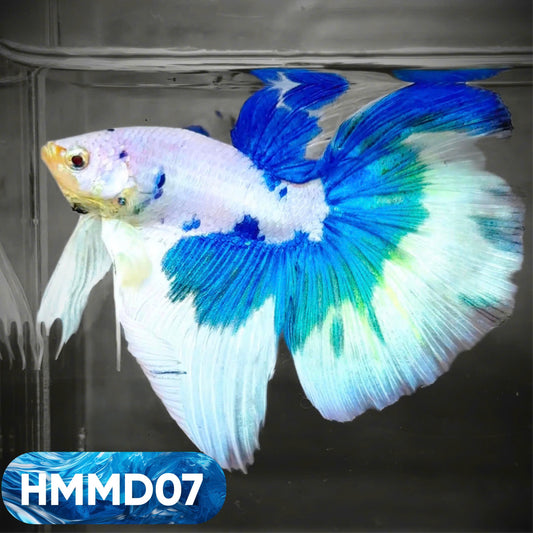 Blue Marble Dot Halfmoon Male Betta Fish | Order Directly From Farm | You Pick Fish