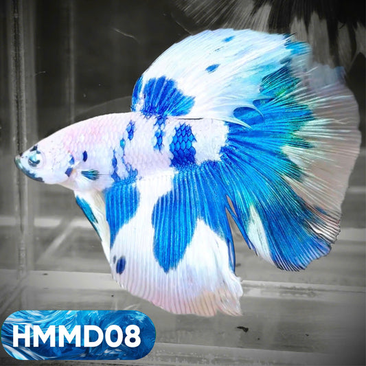 Blue Marble Dot Halfmoon Male Betta Fish | Order Directly From Farm | You Pick Fish