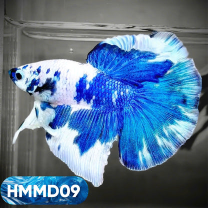 Blue Marble Dot Halfmoon Male Betta Fish | Order Directly From Farm | You Pick Fish
