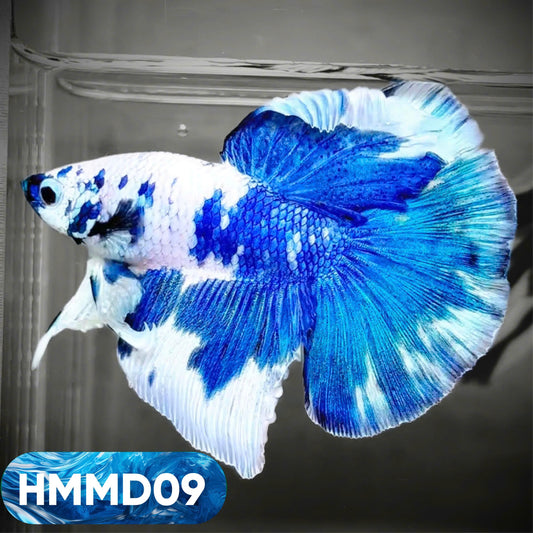 Blue Marble Dot Halfmoon Male Betta Fish | Order Directly From Farm | You Pick Fish
