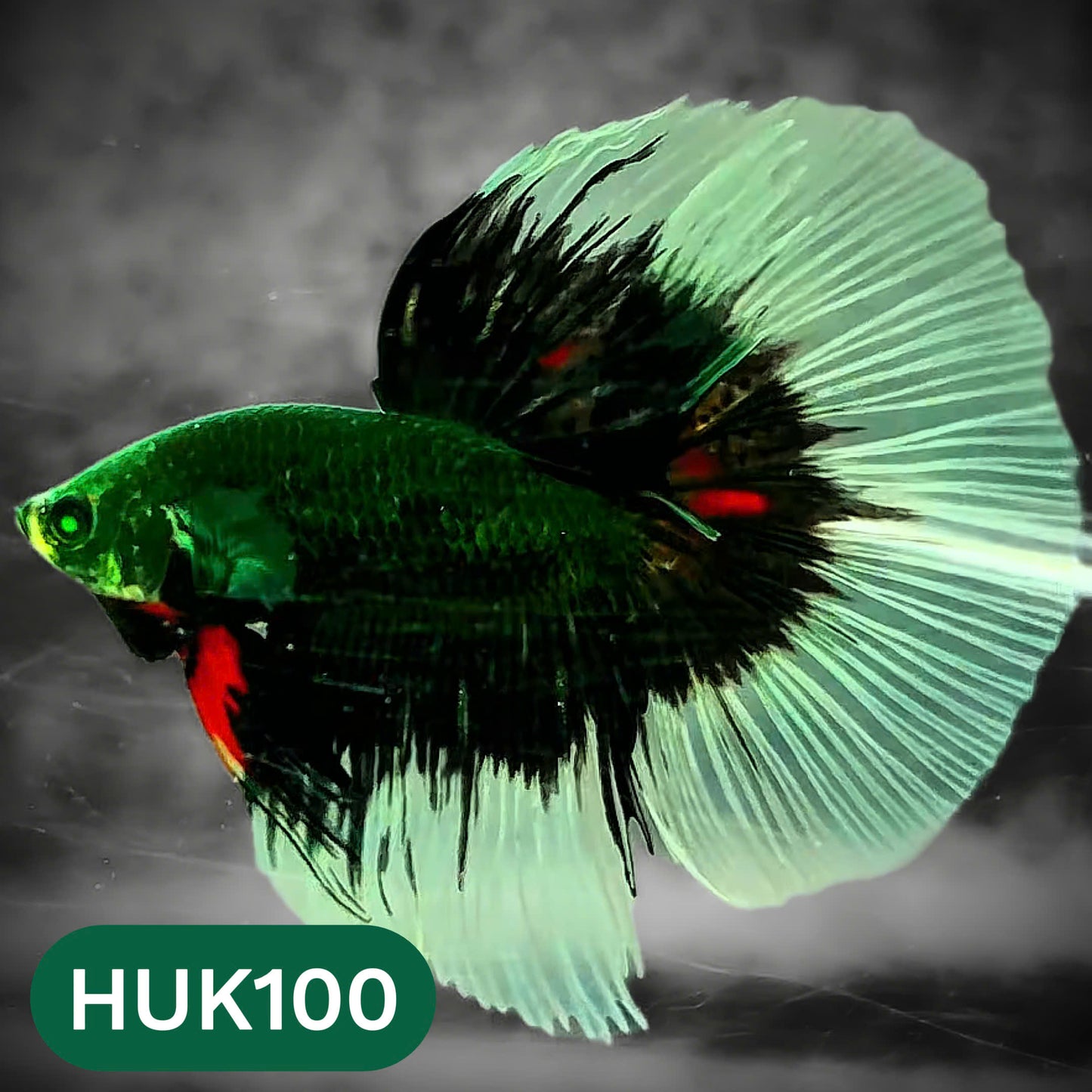 Black Hulk Halfmoon Male Betta Fish | You Pick Fish