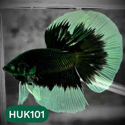 Black Hulk Halfmoon Male Betta Fish | You Pick Fish