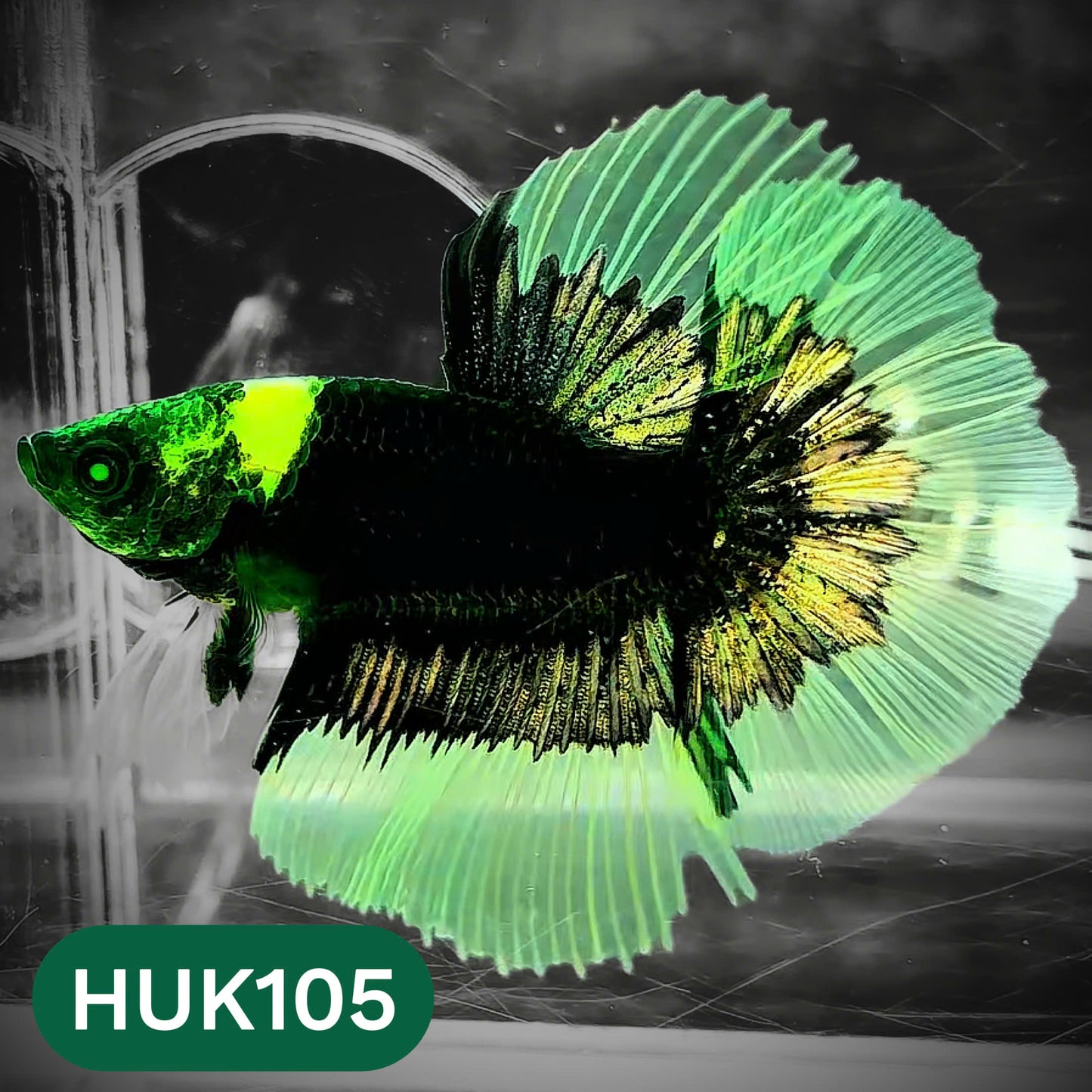 Black Hulk Halfmoon Male Betta Fish | You Pick Fish