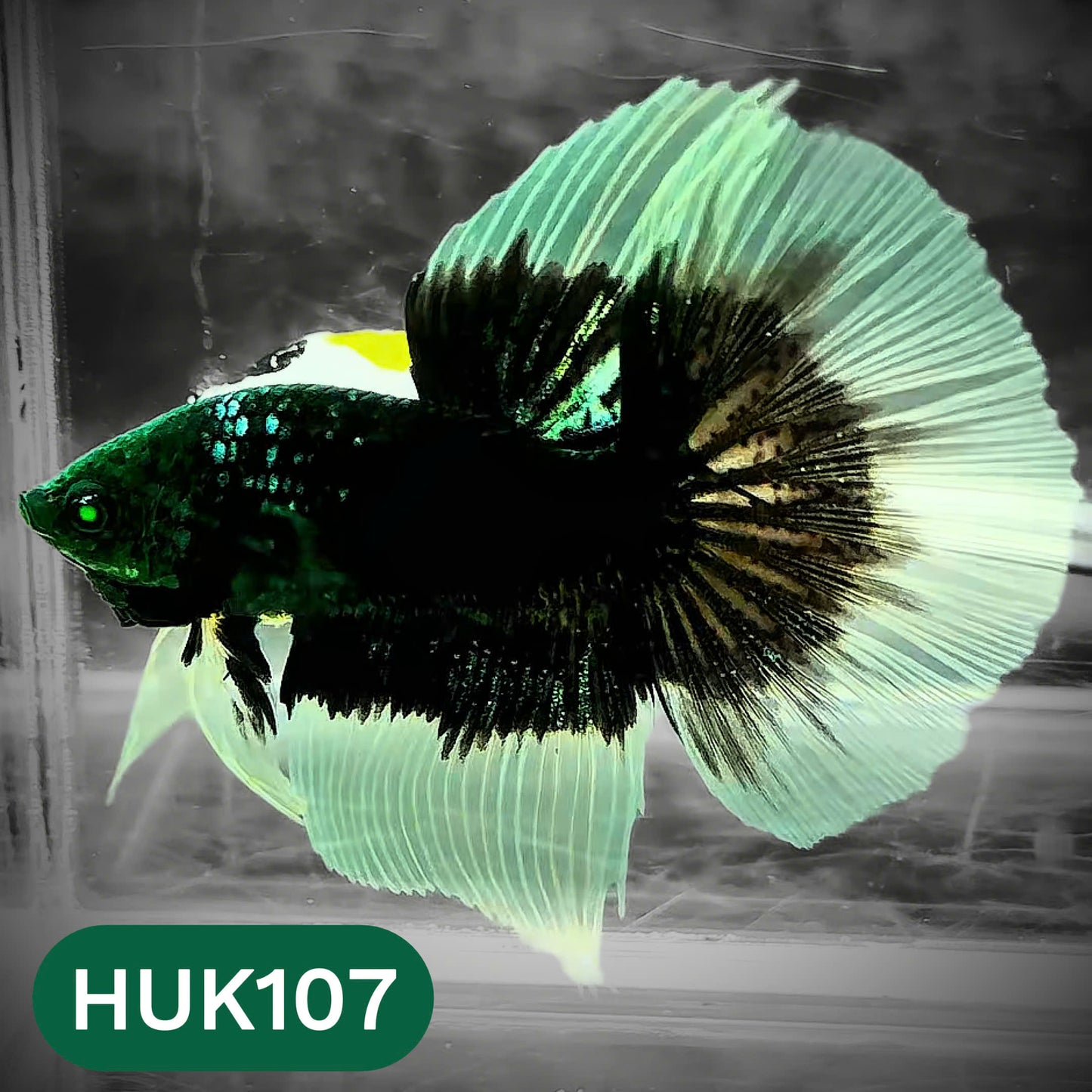 Black Hulk Halfmoon Male Betta Fish | You Pick Fish