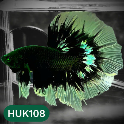 Black Hulk Halfmoon Male Betta Fish | You Pick Fish