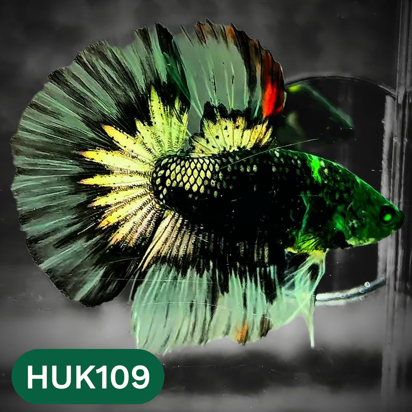 Black Hulk Halfmoon Male Betta Fish | You Pick Fish