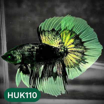 Black Hulk Halfmoon Male Betta Fish | You Pick Fish