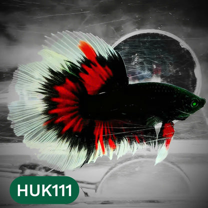 Black Hulk Halfmoon Male Betta Fish | You Pick Fish