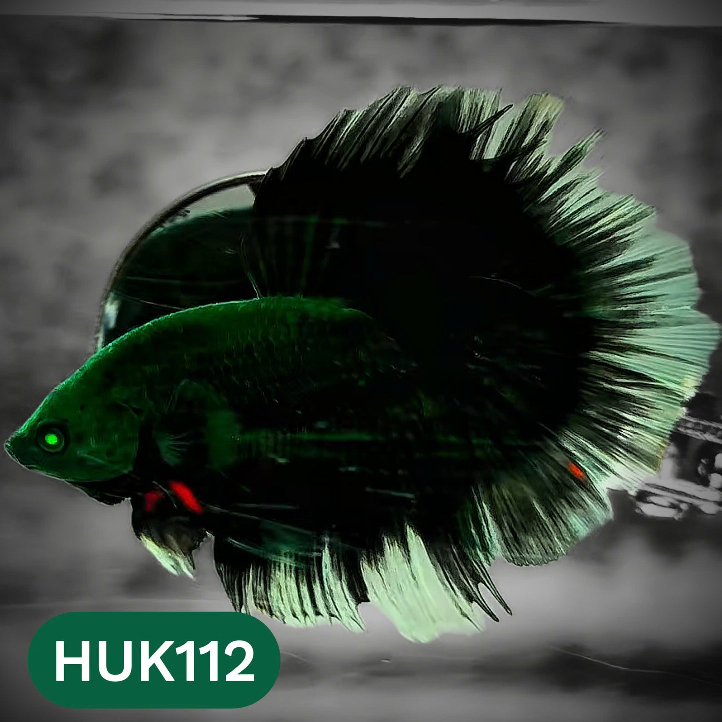 Black Hulk Halfmoon Male Betta Fish | You Pick Fish