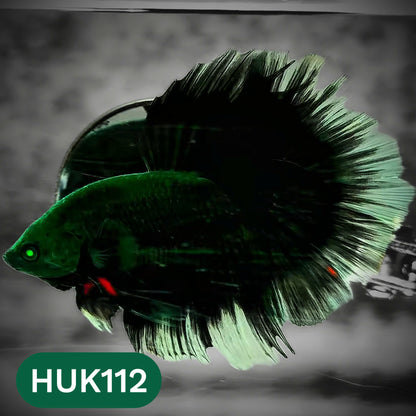 Black Hulk Halfmoon Male Betta Fish | You Pick Fish