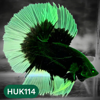Black Hulk Halfmoon Male Betta Fish | You Pick Fish