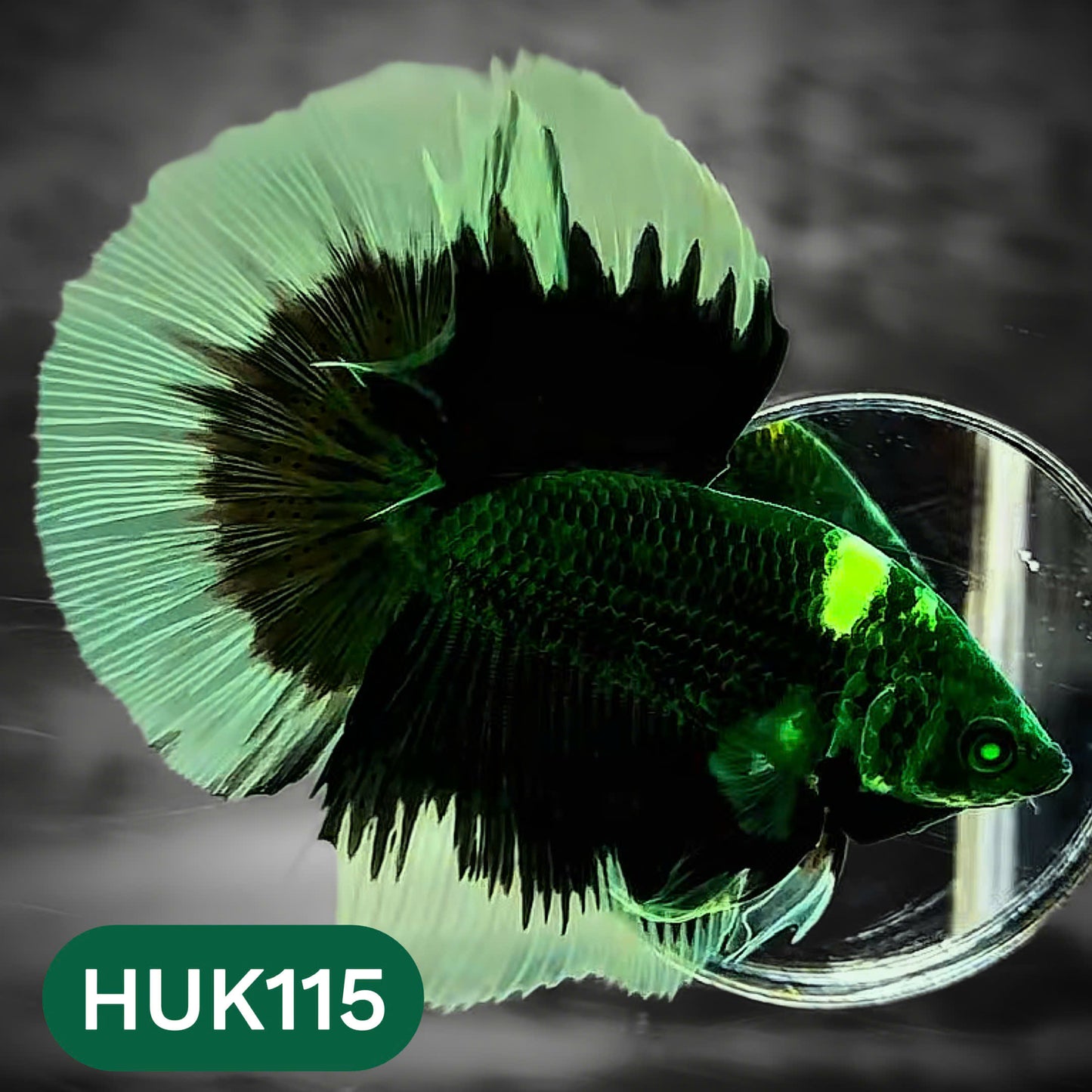 Black Hulk Halfmoon Male Betta Fish | You Pick Fish