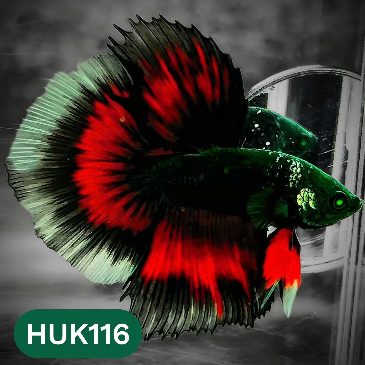 Black Hulk Halfmoon Male Betta Fish | You Pick Fish