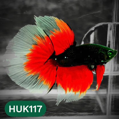 Black Hulk Halfmoon Male Betta Fish | You Pick Fish