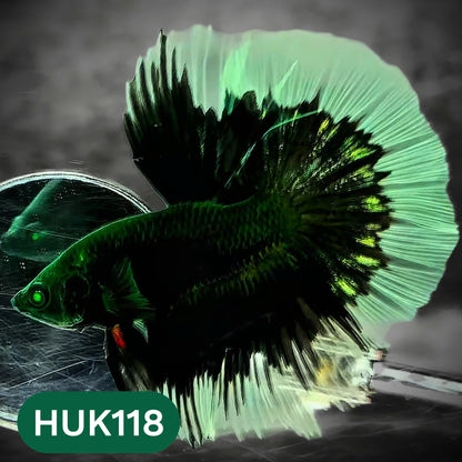 Black Hulk Halfmoon Male Betta Fish | You Pick Fish