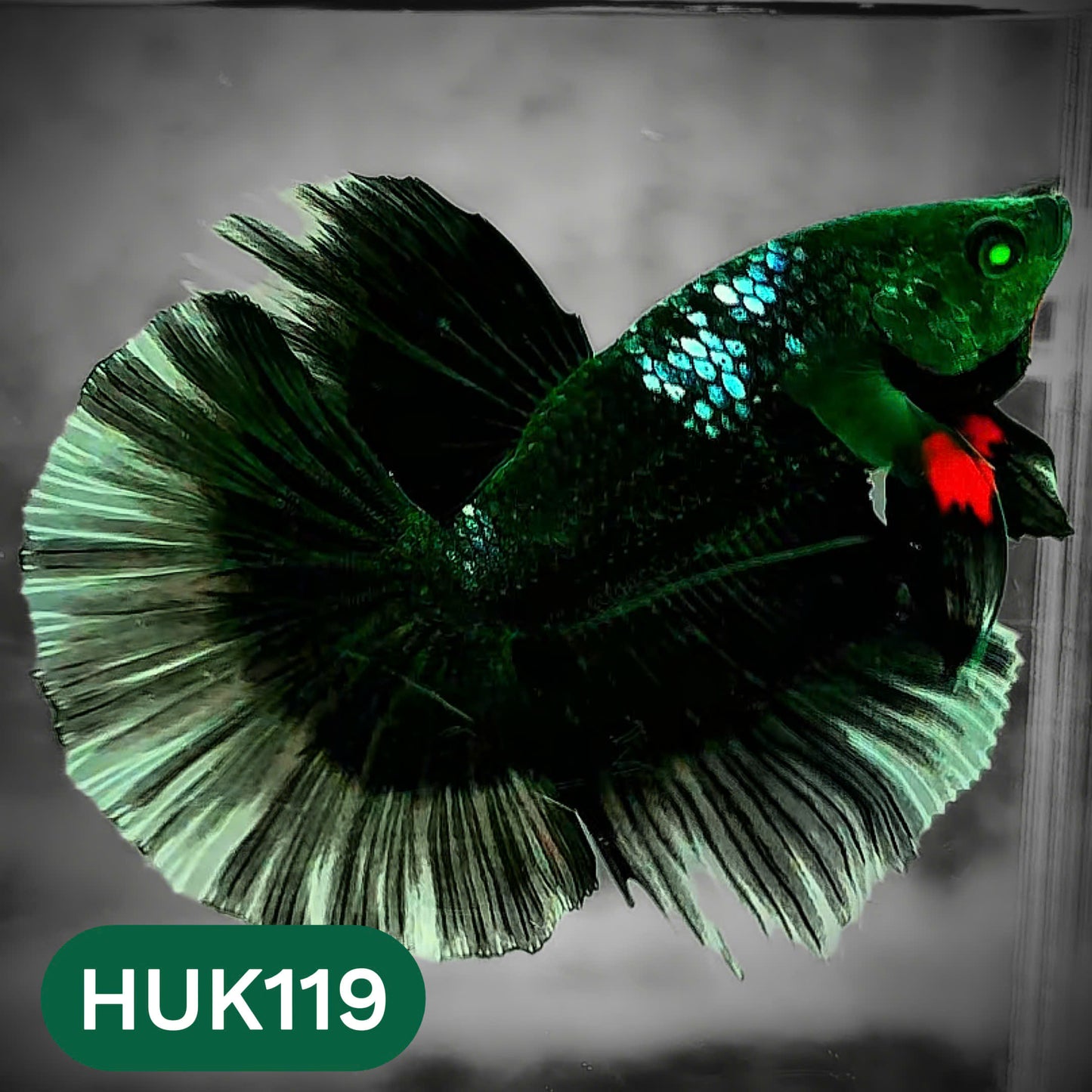 Black Hulk Halfmoon Male Betta Fish | You Pick Fish