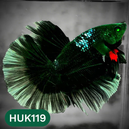 Black Hulk Halfmoon Male Betta Fish | You Pick Fish