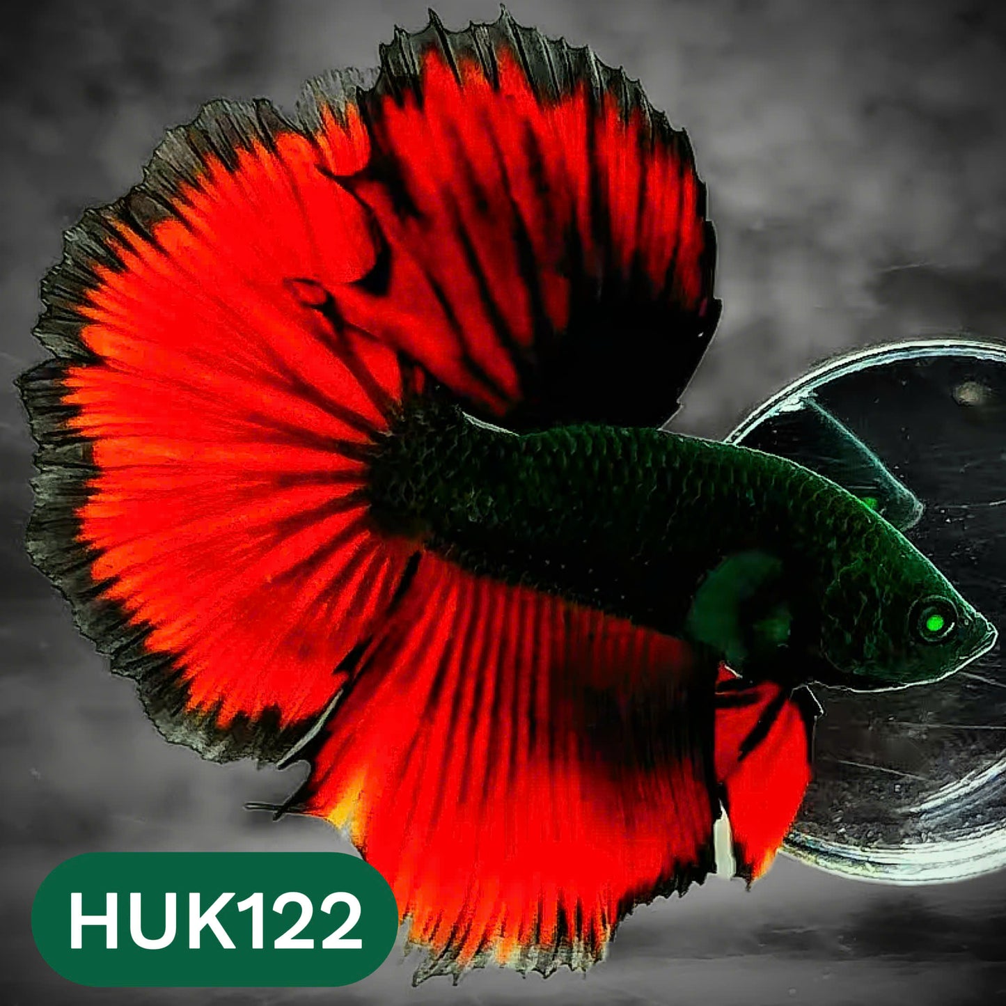Black Hulk Halfmoon Male Betta Fish | You Pick Fish