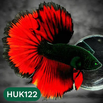 Black Hulk Halfmoon Male Betta Fish | You Pick Fish