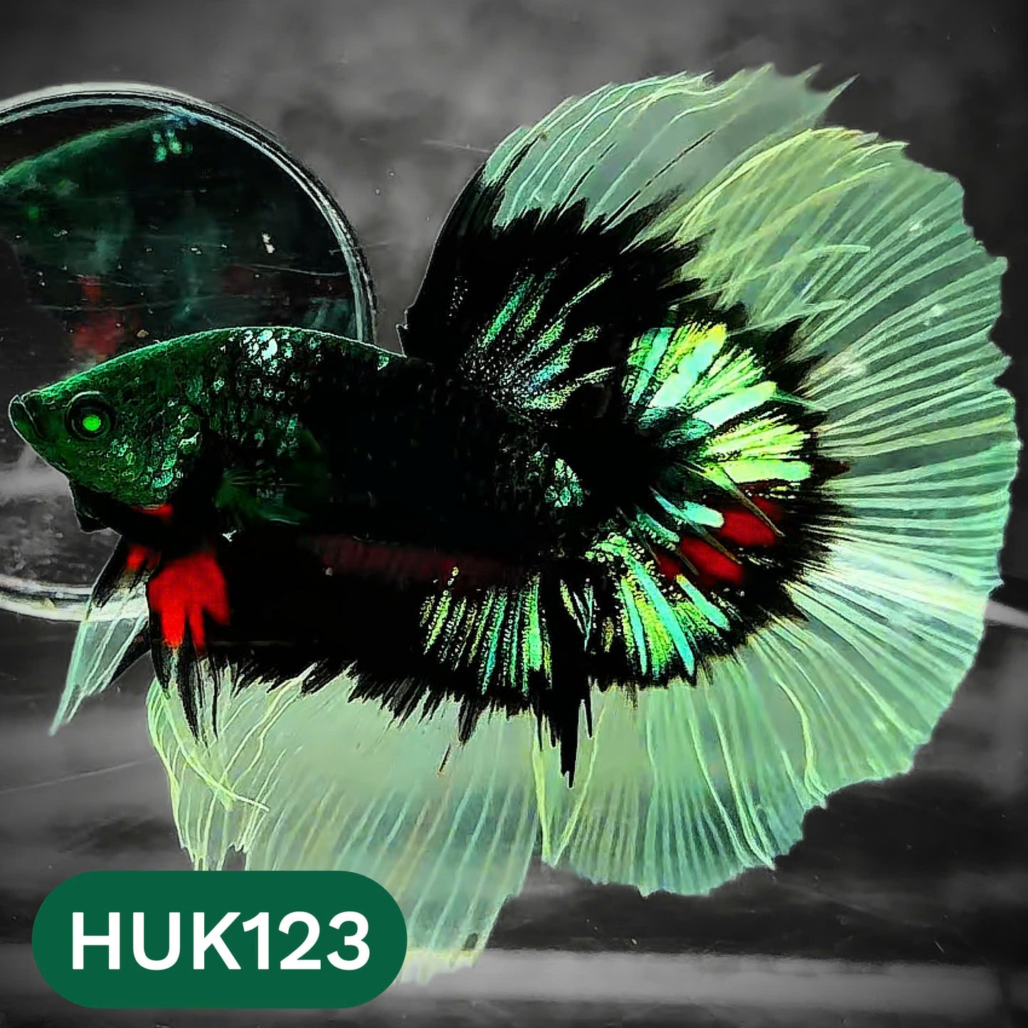 Black Hulk Halfmoon Male Betta Fish | You Pick Fish