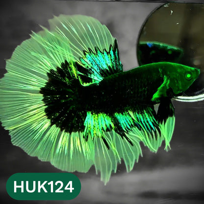 Black Hulk Halfmoon Male Betta Fish | You Pick Fish