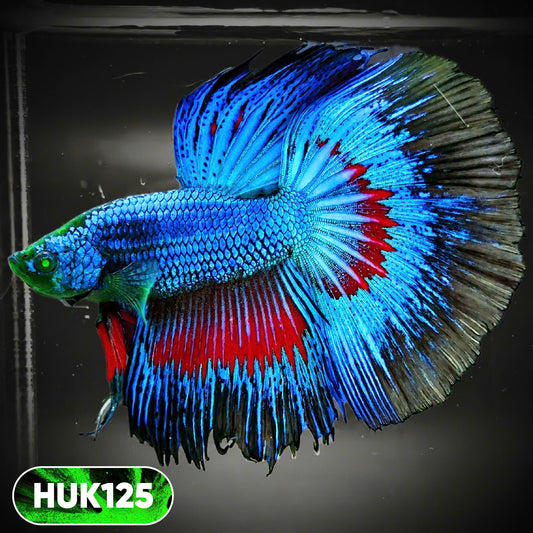 Black Hulk Halfmoon Male Betta Fish | You Pick Fish