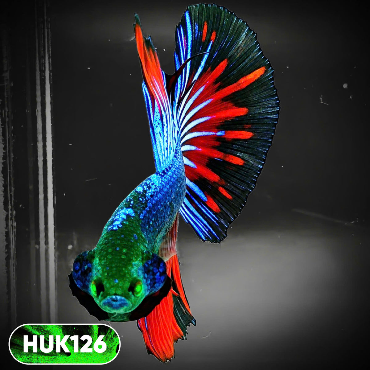 Black Hulk Halfmoon Male Betta Fish | You Pick Fish