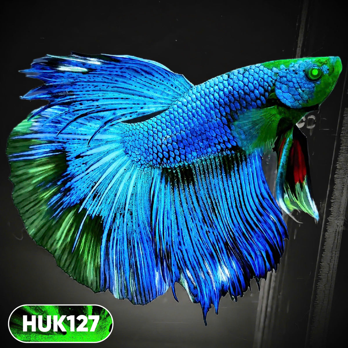 Black Hulk Halfmoon Male Betta Fish | You Pick Fish