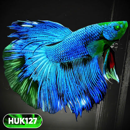 Black Hulk Halfmoon Male Betta Fish | You Pick Fish