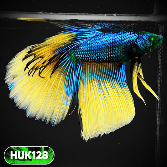 Black Hulk Halfmoon Male Betta Fish | You Pick Fish