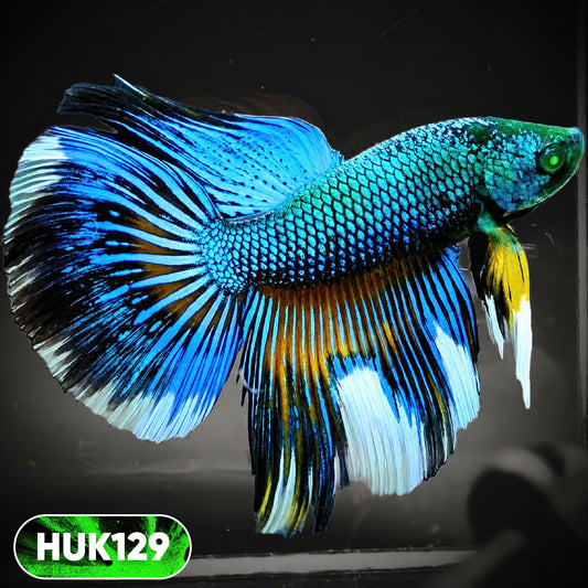 Black Hulk Halfmoon Male Betta Fish | You Pick Fish