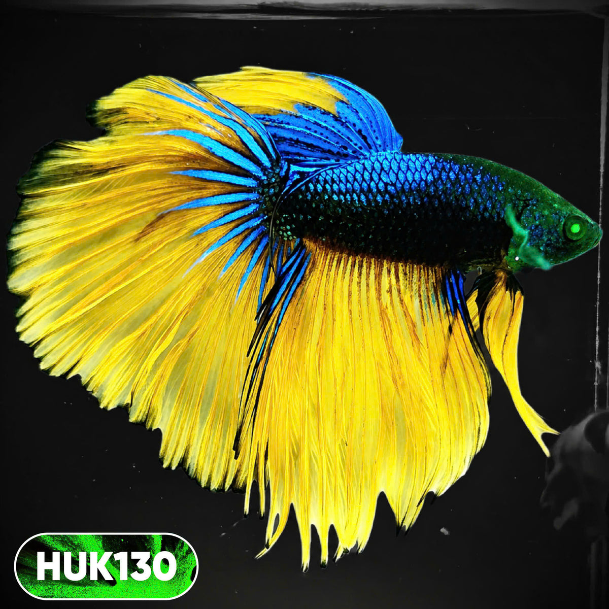 Black Hulk Halfmoon Male Betta Fish | You Pick Fish
