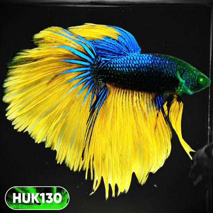Black Hulk Halfmoon Male Betta Fish | You Pick Fish