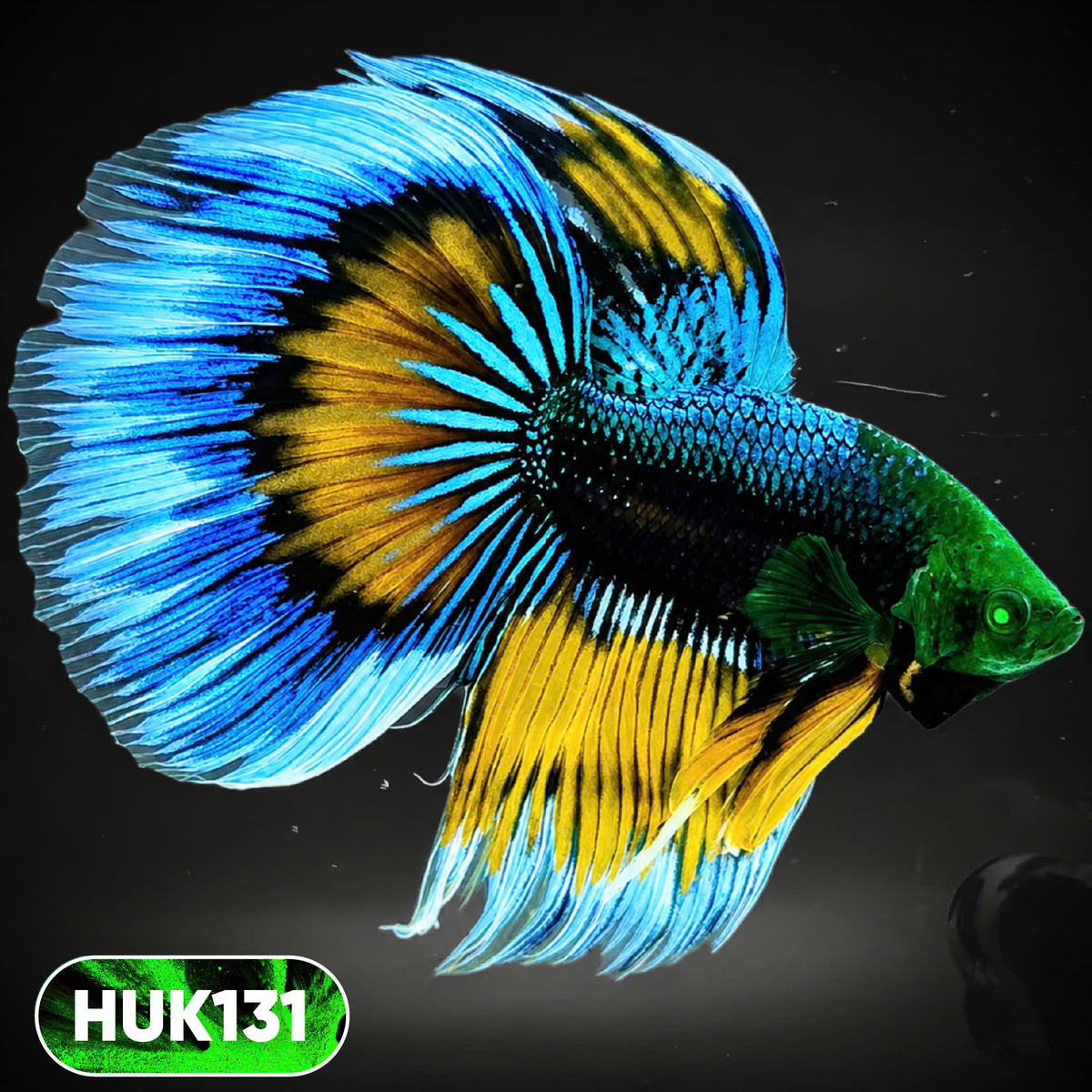 Black Hulk Halfmoon Male Betta Fish | You Pick Fish