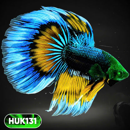 Black Hulk Halfmoon Male Betta Fish | You Pick Fish