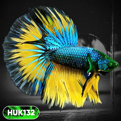 Black Hulk Halfmoon Male Betta Fish | You Pick Fish