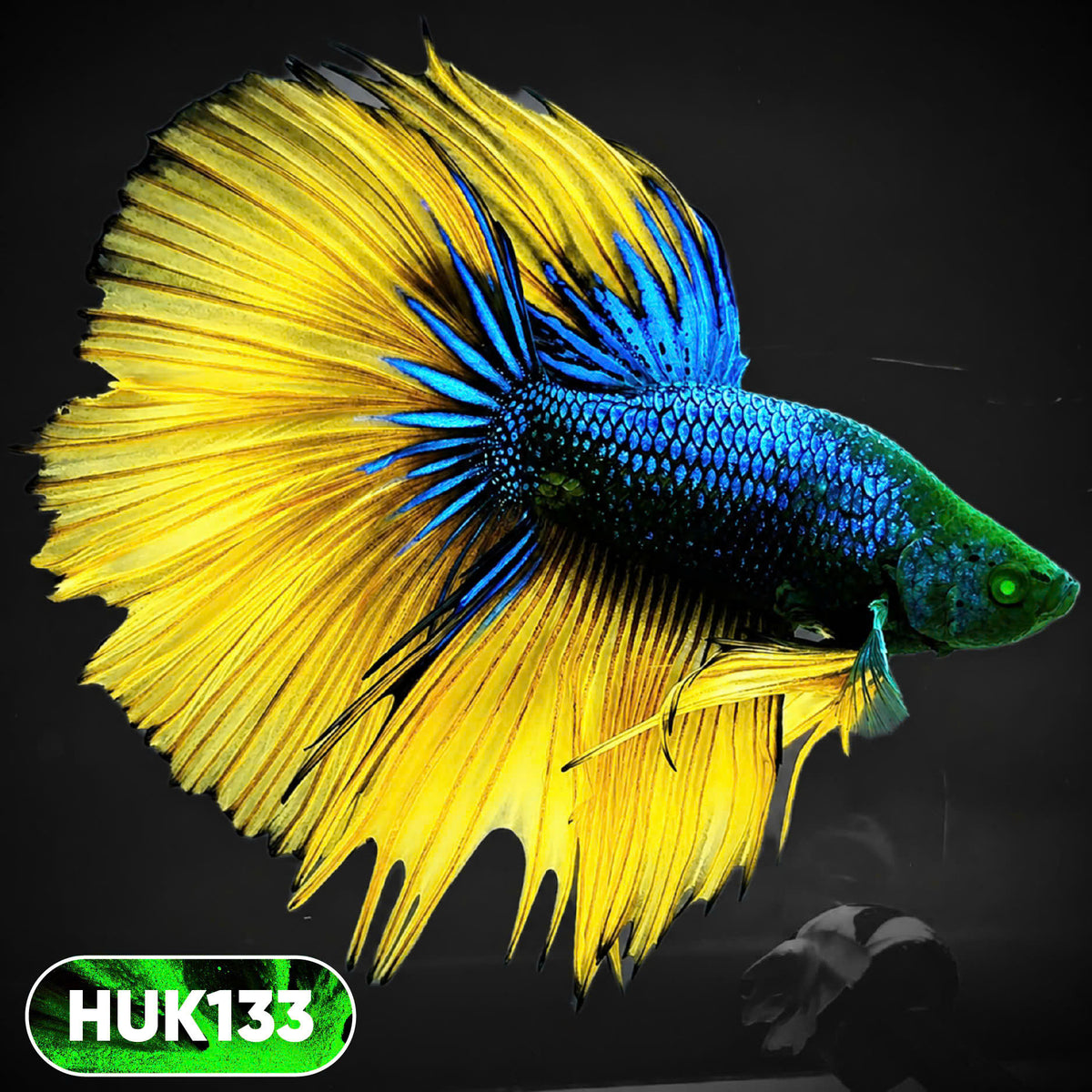 Black Hulk Halfmoon Male Betta Fish | You Pick Fish