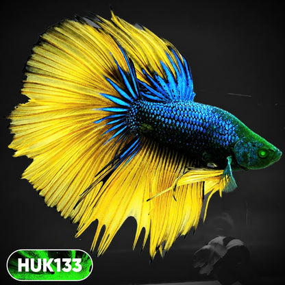 Black Hulk Halfmoon Male Betta Fish | You Pick Fish