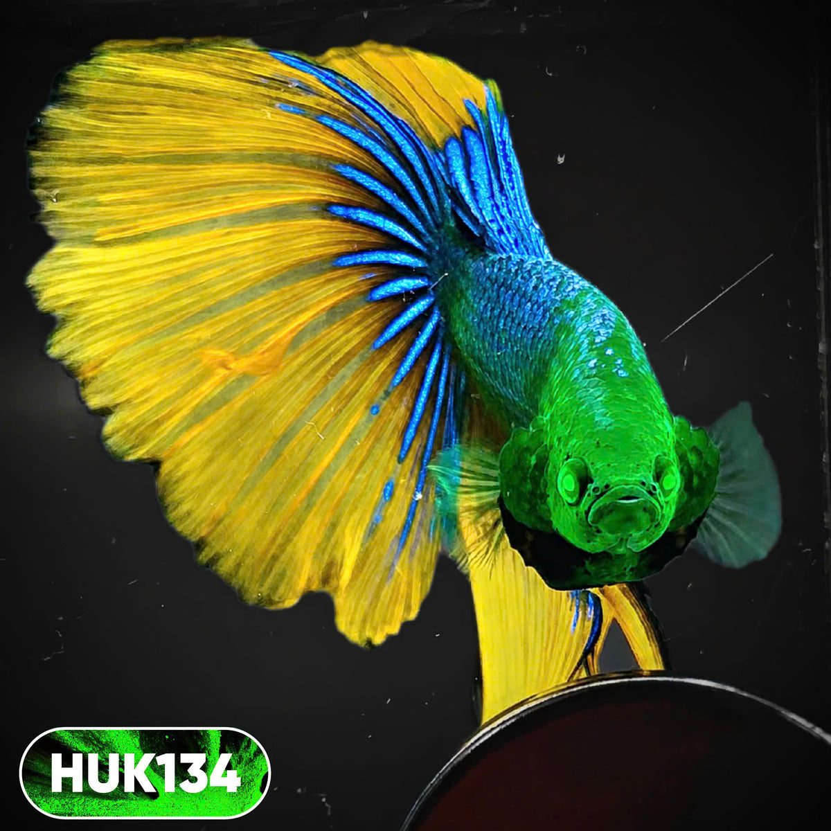 Black Hulk Halfmoon Male Betta Fish | You Pick Fish