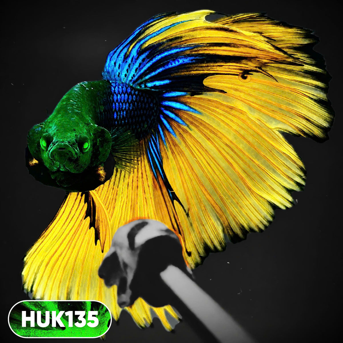 Black Hulk Halfmoon Male Betta Fish | You Pick Fish