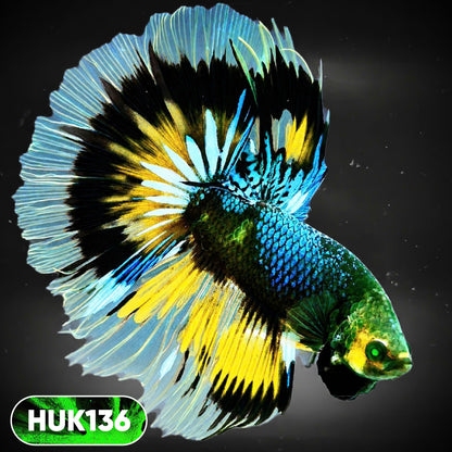 Black Hulk Halfmoon Male Betta Fish | You Pick Fish