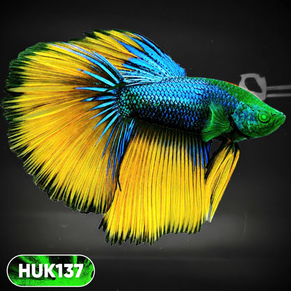 Black Hulk Halfmoon Male Betta Fish | You Pick Fish